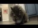 Cat Goes Crazy With Magnet Collar