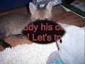 more-in-the-life-of-tod-the-fox.html