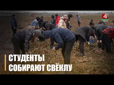Студенты помогают убирать свеклу хозяйству под Гомелем видео
