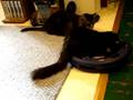 My Cats 01