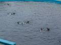 videos de OCEANOGRAFICO VALENCIA OTTOBRE 2008
