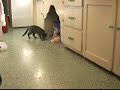 Retrieving Cat Retrieving Cat