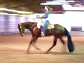 Zip Up Yours - 2004 AQHA Gelding For Sale Zip Up Yours - 2004 AQHA Gelding For Sale