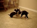 Boston Terrier Babies Part Four Boston Terrier Babies Part Four