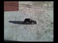 juagando con dobbie