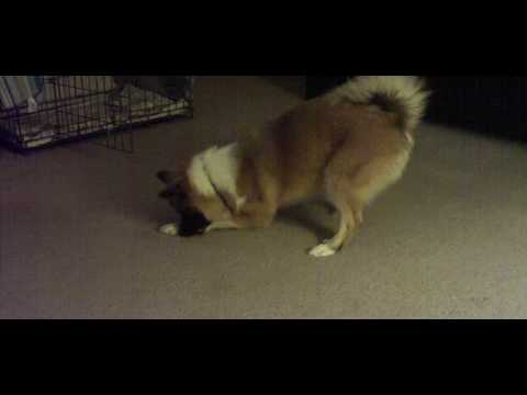 Icelandic Sheepdog Puppy Plays With Carrot..SUPER CUTE!!!