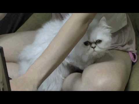 ◯◯似の元カノの流出映像【股猫】