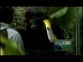Gorilla beim Fenster putzen