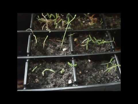 how to grow asparagus from seeds