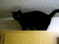 Blackstar (Bombay Cat)