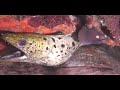 Mergui Archipelago Diving from Ocean Rover