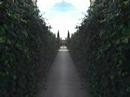 Ivy; A Corridor with Light at the End Ivy; A Corridor with Light at the End