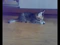 psycho kitten　暴れる子猫