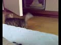 psycho kitten　暴れる子猫