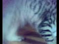 psycho kitten　暴れる子猫