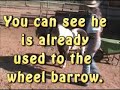 cart training a miniature horse the fun way