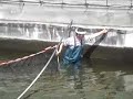 Isawa Sakai netting his best Nissai pond