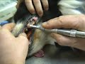 Roots Veterinary Panther Dental Cart Incoroporating Scaler Roots Veterinary Panther Dental Cart Incoroporating Scaler