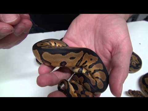 YouTube reptile video