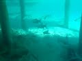 underwater olympus 1030sw
