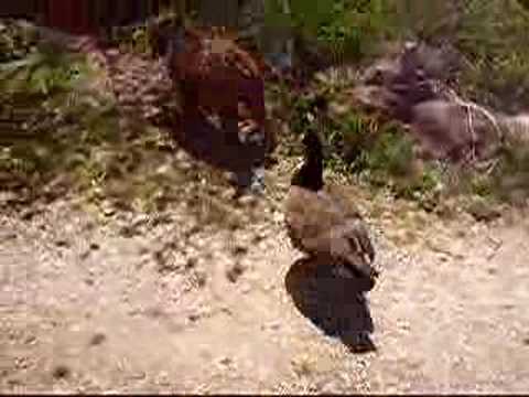 Burt and Gunner Chumming Around