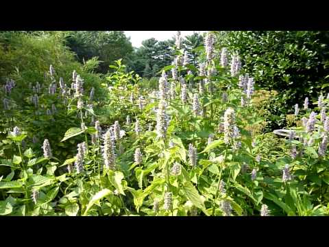 how to harvest hyssop