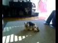 videos de Layla and her boyfriend