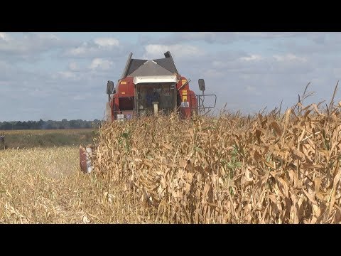 На Гомельшчыне пачынаецца масавая ўборка кукурузы на зерне видео