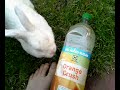 SNOWY THE RABBIT SNOWY THE RABBIT