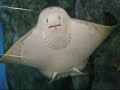 Melbourne Aquarium
