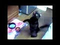 ???Crazy ??? MILK (chat cat)??????????? ???Crazy ??? MILK (chat cat)???????????