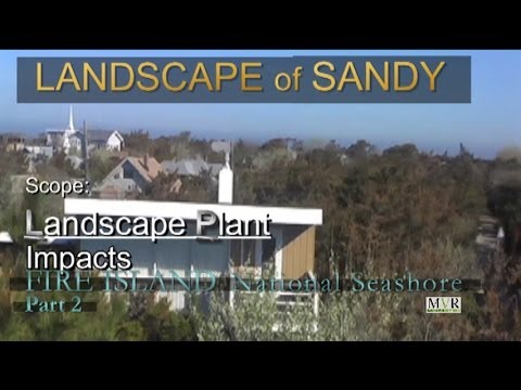 how to transplant dune grass