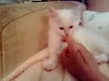 Putziges Katzenbaby
