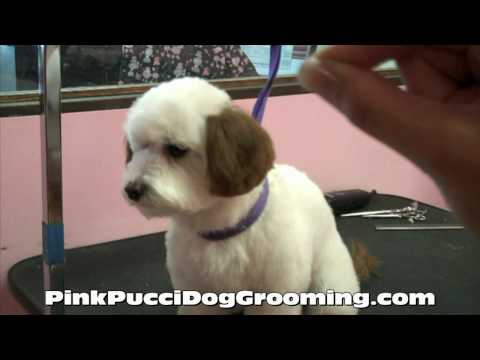 Dog Grooming Maltipoo Ryu Gets a Japanese Style Makeover with Color at Pink Pucci in Torrance