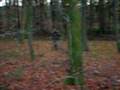 videos de Forest: Getzen Part 1
