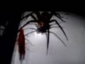 GIANT SPIDER CAPTURED ALIVE !