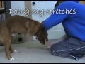 Vito the toller tricks at 6 months