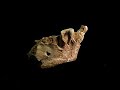 Mandíbula humana en Atapuerca de 1,2 millones de años