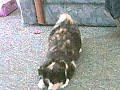 catdog.html