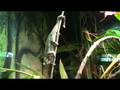 videos de Philadelphia Zoo Panther Chameleon Climbs Down, Slowly, Very Slowly