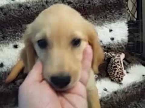 SWEET AND LOVABLE GOLDEN RETRIEVER