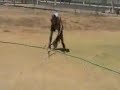 Pyton puppy work Pyton puppy work