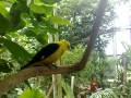 Golden Oriole and Bearded Barbet in Warsaw zoo jungle