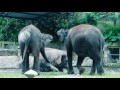 Video Klip Tulus Gajah
