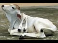 Deformidades Animales