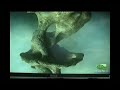 NVIDIA Cascade Demo Zotac 8800GTS 320MB
