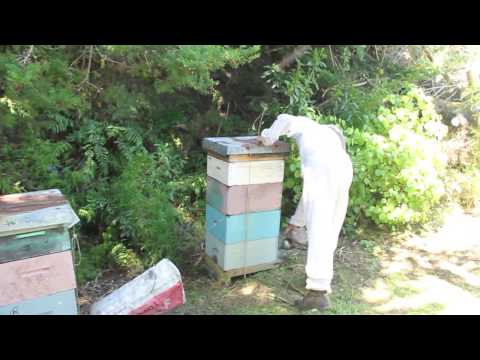 Frank Lindsay - Beekeeper