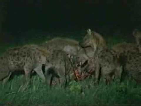 Lion's Vs Hyena AWESOME!!! Watch a ...