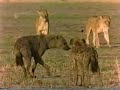 lions vs hyena awesome!!! watch a male lion in action   