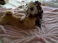 Dutch & Puglet's morning ritual